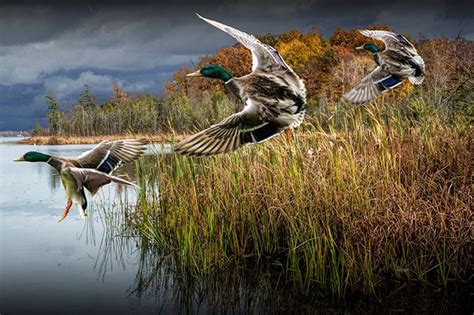The Art and Science of Duck Calling: Discovering the Mallard Magic Duck Call